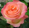 Сорт розы "Дуэт"