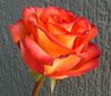 Сорт розы "Хай Оранж"