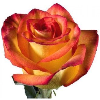 Сорт розы "Хай Мэджик"