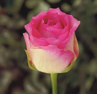 Сорт розы "Малибу"