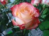 Сорт розы "Кабаре"