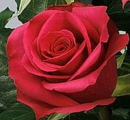 Сорт розы " Черри О"