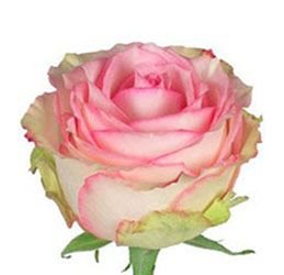 Сорт розы "Эсперанс"